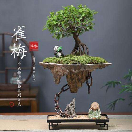 盆景树种中有 有什么区别