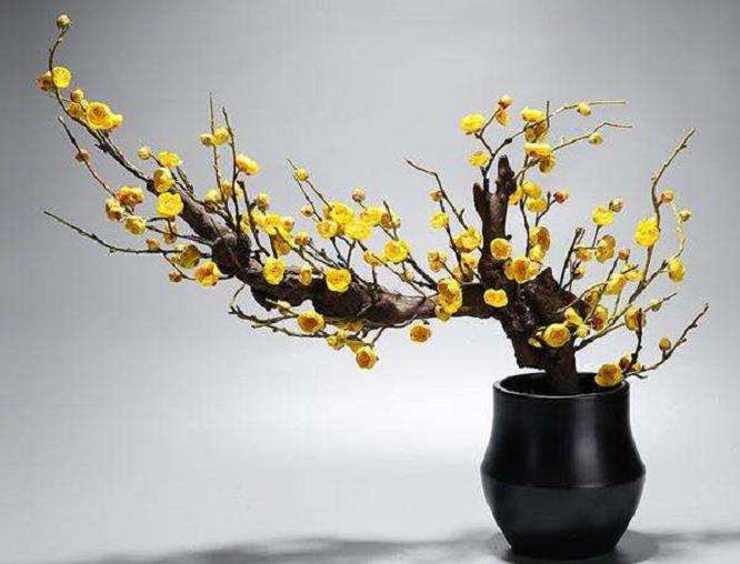 蜡梅盆景什么方法嫁接和嫁接的最佳时间