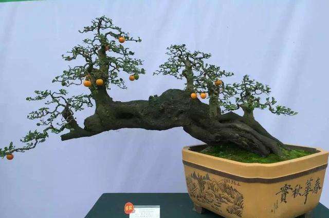 金弹子盆景开花 不结果 什么原因