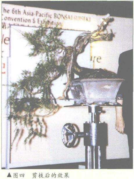 图解 悬崖式香松盆景怎么造型的10个步骤