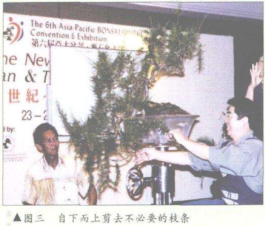 图解 悬崖式香松盆景怎么造型的10个步骤