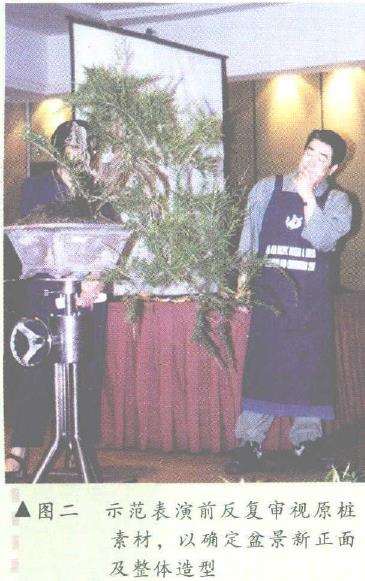 图解 悬崖式香松盆景怎么造型的10个步骤