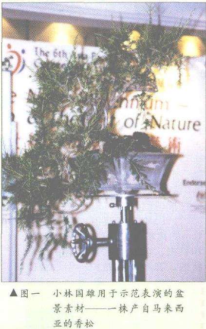 图解 悬崖式香松盆景怎么造型的10个步骤