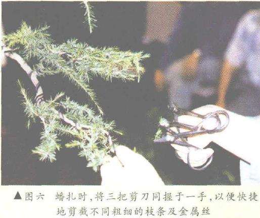 图解 悬崖式香松盆景怎么造型的10个步骤