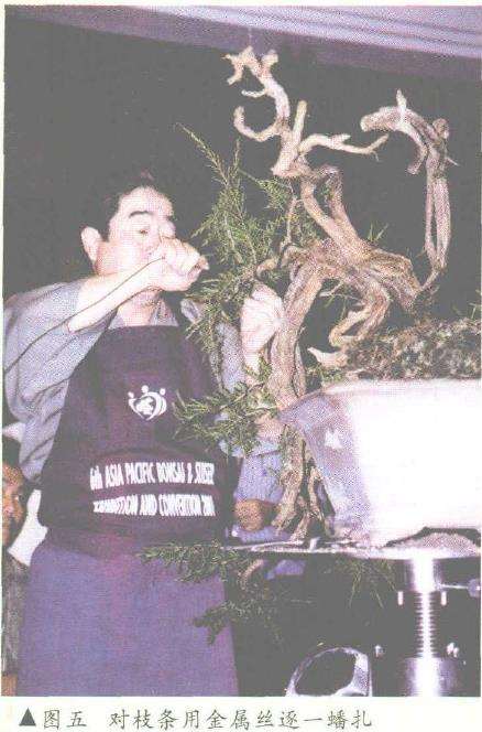 图解 悬崖式香松盆景怎么造型的10个步骤