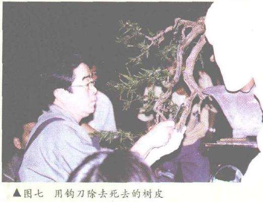 图解 悬崖式香松盆景怎么造型的10个步骤