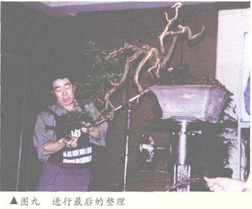 图解 悬崖式香松盆景怎么造型的10个步骤