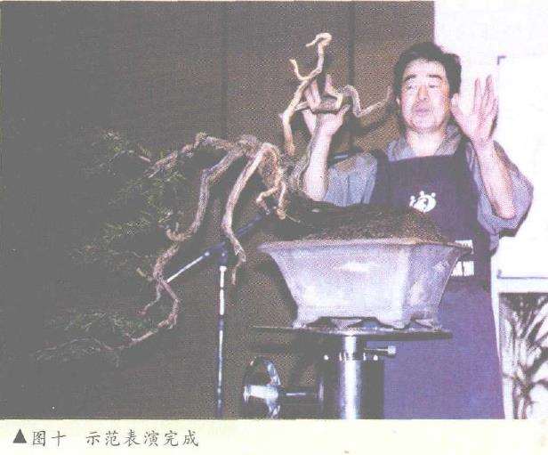 图解 悬崖式香松盆景怎么造型的10个步骤