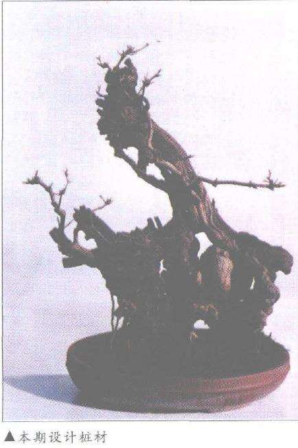 图解 盆景怎么作石上树设计的3个步骤