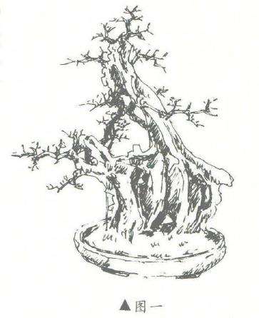 图解 盆景怎么作石上树设计的3个步骤