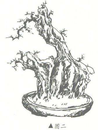 图解 盆景怎么作石上树设计的3个步骤