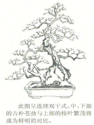 图解 露根黄荆盆景怎么设计制作的3个方法