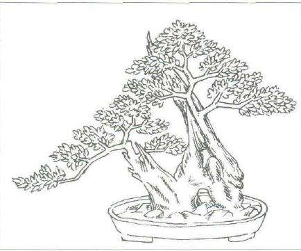 图解 露根黄荆盆景怎么设计制作的3个方法