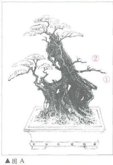 图解 临水风格盆景怎么设计的3个步骤 图片