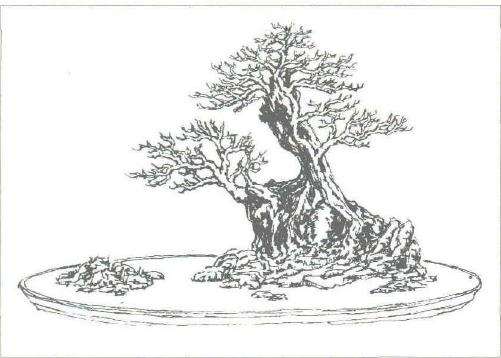 图解 临水风格盆景怎么设计的3个步骤 图片