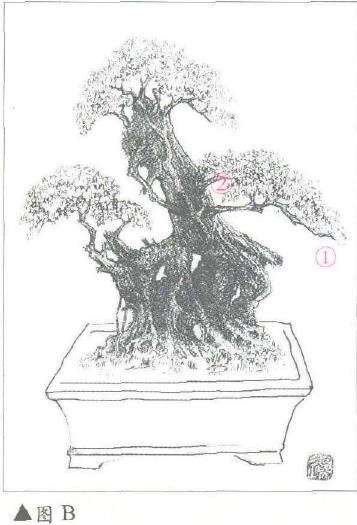 图解 临水风格盆景怎么设计的3个步骤 图片