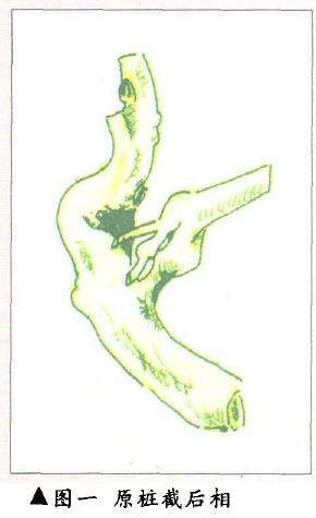 图解 双干榆树盆景的造型设计过程