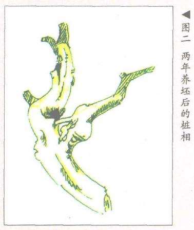 图解 双干榆树盆景的造型设计过程