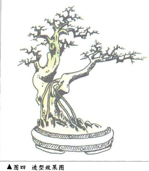 图解 双干榆树盆景的造型设计过程
