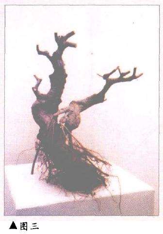 图解 双干榆树盆景的造型设计过程