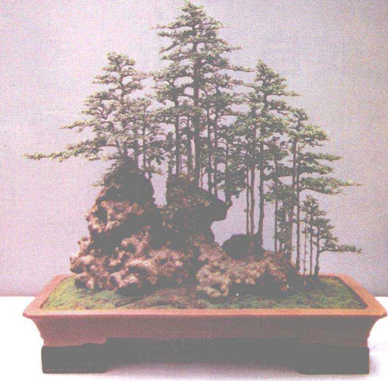 胡春芳先生的盆景作品《山林雅趣》