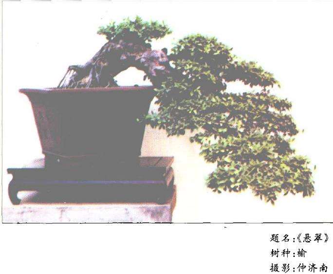 谈杨台明盆景艺术的3个风格