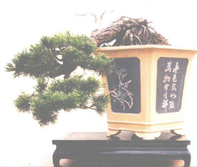 谈杨台明盆景艺术的3个风格