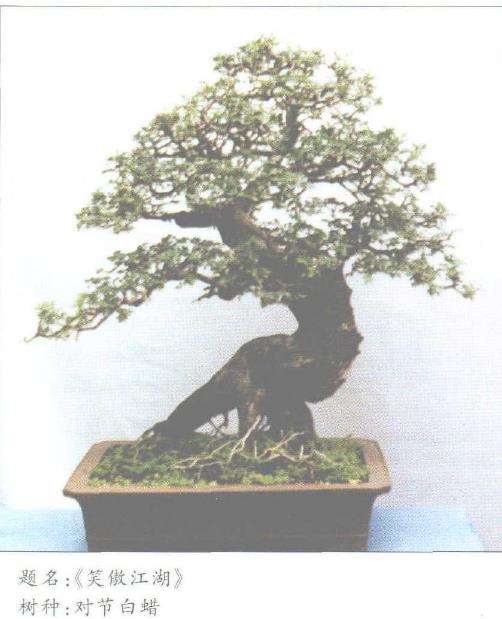 谈杨台明盆景艺术的3个风格