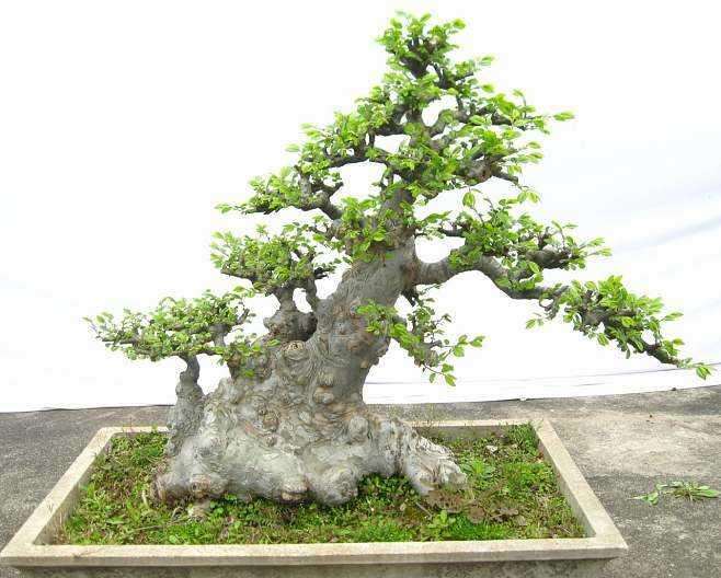 制作榆树盆景的问题怎么解决