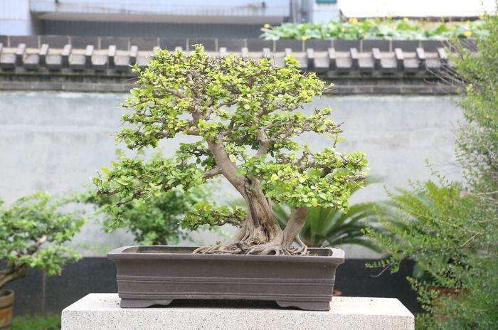 柞木盆景怎么制作养护的3个方法