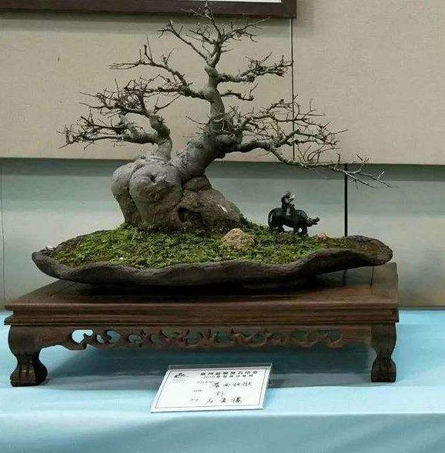 2003年泉州市召开盆景展览筹备工作