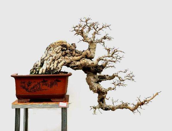 动势盆景制作名家 贺淦荪