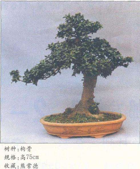 太仓的盆景源远流长 林盛极一时