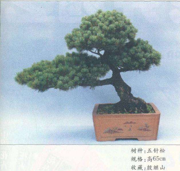 太仓的盆景源远流长 林盛极一时