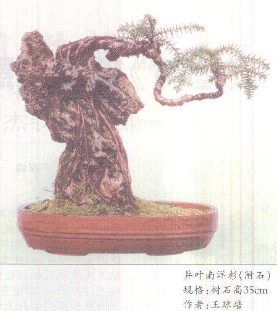 一组小型附石盆景欣赏 图片