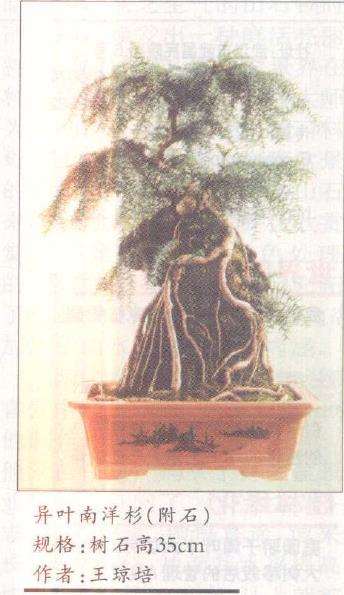 一组小型附石盆景欣赏 图片