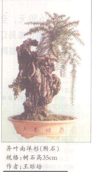 一组小型附石盆景欣赏 图片