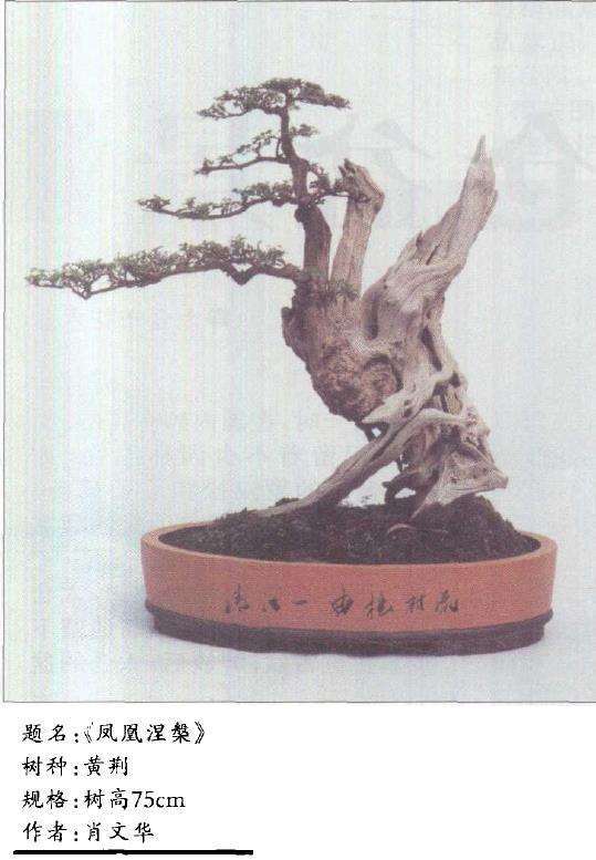 盆景舍利干怎么维护保养的4个方法