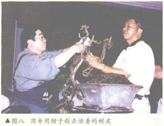 中国盆景艺术的文化渊源有哪些