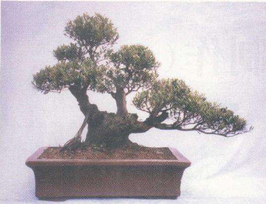 徐迎年的赤楠盆景设计图 图片