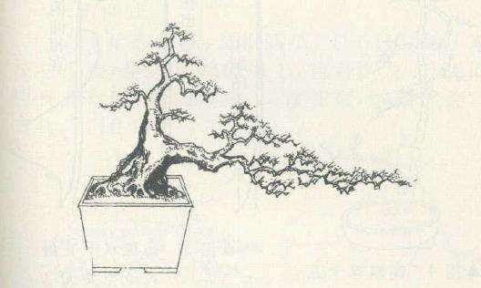 徐迎年的赤楠盆景设计图 图片