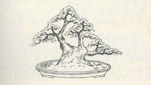 徐迎年的赤楠盆景设计图 图片