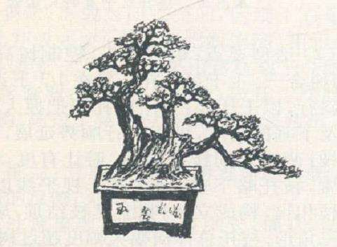 邓盛凤怎么设计临水式赤楠盆景的3个方法