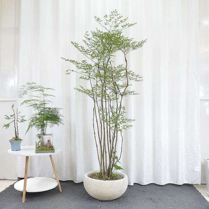 南天竹盆景怎么造型养护的3个方法