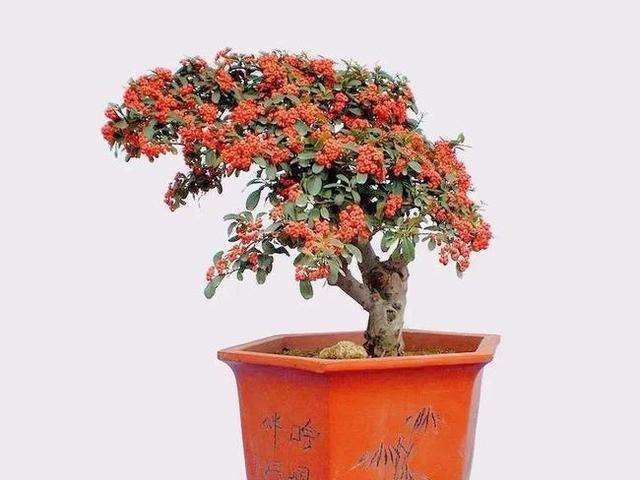 火棘盆景怎么年年果丰的3个方法