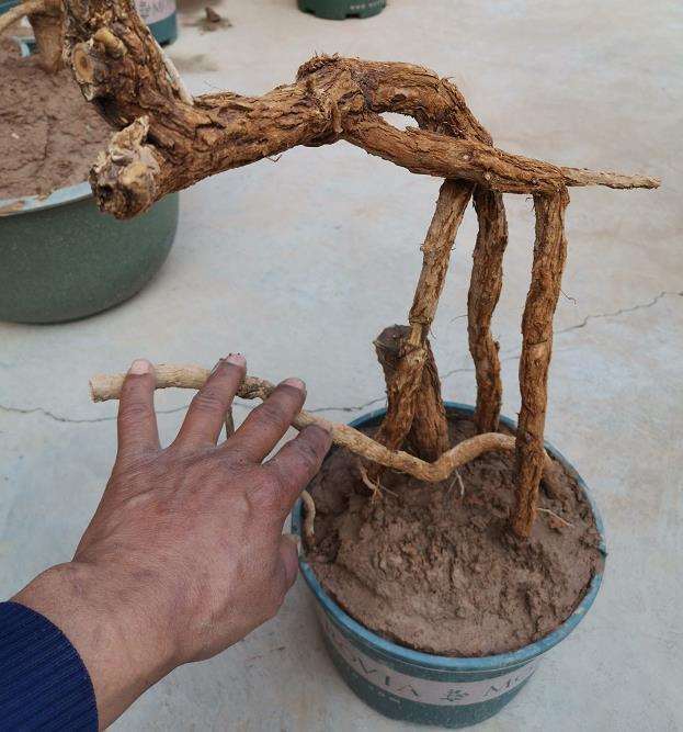 枸杞下山桩新叶就起泡 是什么病害