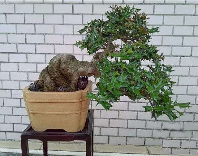 枸骨盆景有什么方法可以结果