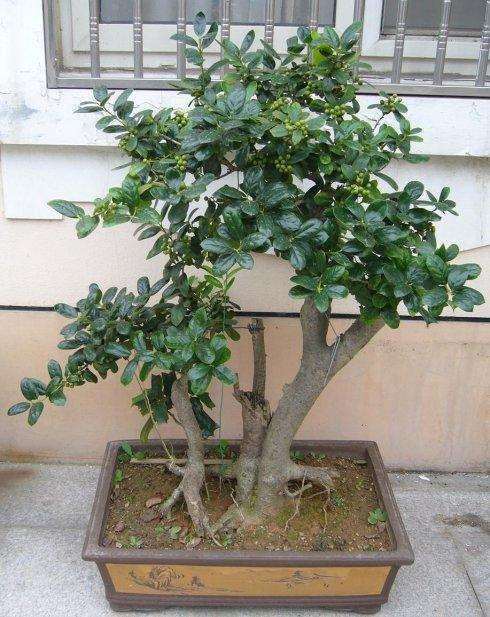 如何才能使构骨盆景中下部也能发芽