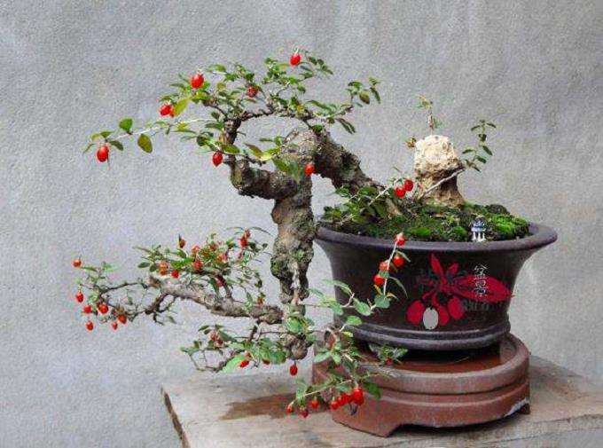 枸杞盆景叶子发黄 有白粉状物