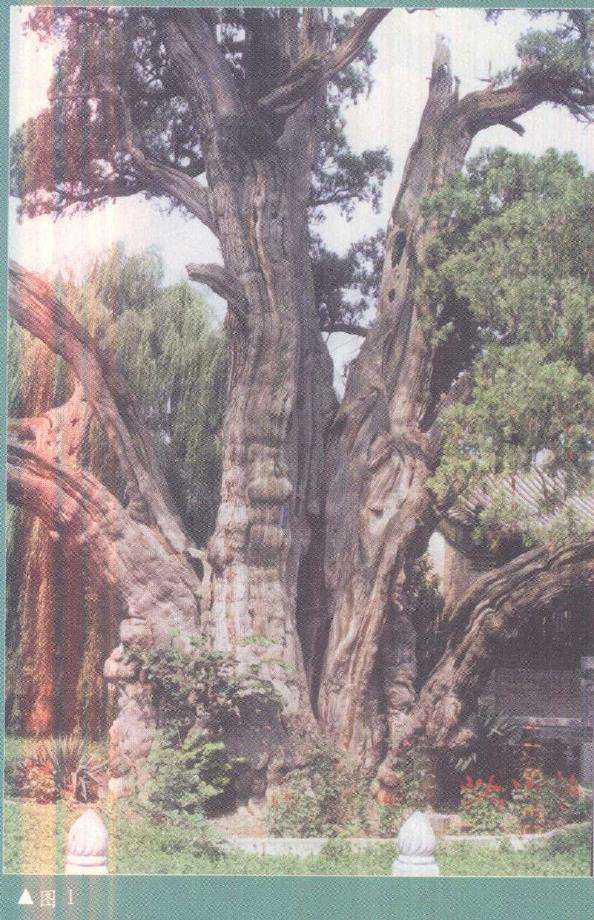 图解 柏树盆景雕刻时的锯截断面怎么处理